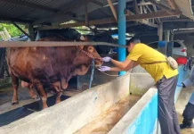 Menjelang Iduladha 1447 H, Stok Hewan Kurban di Cilacap Dipastikan Aman