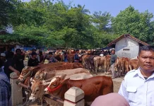 Sistem Arisan Picu Penjualan Sapi Kurban Meningkat di Ajibarang
