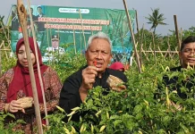 Banyumas Dorong Swasembada Cabai lewat Petani Muda
