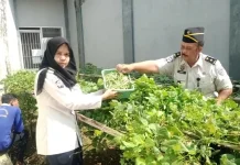 Wujud Kemandirian Ketahanan Pangan, Rutan Banyumas Panen Kemangi dan Buncis