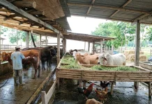 Imbas Wabah PMK, Harga Sapi Meroket Namun Stok Menipis