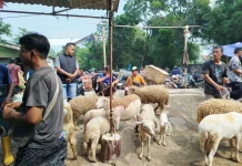 Populasi Melimpah, Kambing Dan Domba Purbalingga Dijajakan Keluar Daerah
