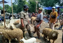Menjelang Idul Adha, Petugas Intensifkan Pemeriksaan Kesehatan Hewan Kurban