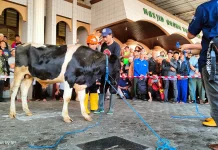 JULEHA Banyumas Pastikan Daging Kurban Halal dan Sesuai Syariat