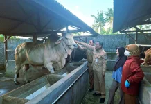 Dinas Pertanian Cilacap Intensifkan Pengawasan Hewan Kurban Menjelang Iduladha