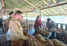 Baznas Cilacap Kelola Dam Jamaah Haji, Libatkan Puluhan Kelompok Peternak Binaan