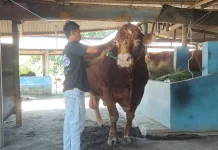 Sapi Bantuan Presiden untuk Masyarakat Cilacap Akan Disalurkan di Kedungreja