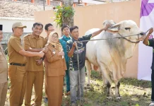 Bupati Kebumen Salurkan 8 Ekor Sapi Kurban dan 1 dari Presiden