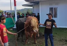 Peternak Lokal Pangkah Jadi Penyedia Sapi Kurban Banmas Presiden RI