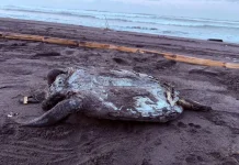 Bangkai Penyu Ditemukan di Pantai Cilacap, Diduga Sudah Mati Lebih dari Sepekan