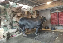 Sapi Kurban Seberat 1,3 Ton di Kabupaten Tegal Curi Perhatian Warga