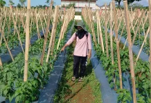 Petani Cabai Banyumas Waspadai Ancaman Kemarau Panjang