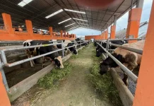 BBPTUHPT Baturraden Siap Jadi Pusat Unggulan Peternakan Nasional