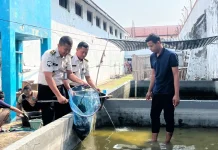Wujud Nyata Ketahanan Pangan dan Pembinaan Produktif, Lapas Brebes Panen Lele