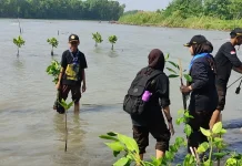 Ribuan Bibit Mangrove dan Cemara Laut Ditanam di Pesisir Kota Tegal