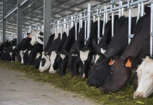 Kurangi Impor Susu, Kementan Tambah 600 Sapi di BBPTUHPT Baturraden