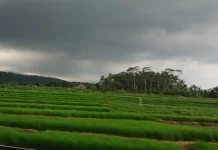 Cuaca Banyumas dan Purwokerto Didominasi Berawan, BMKG Waspadai Hujan Ringan