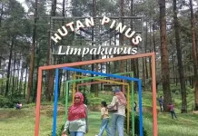 Hutan Pinus Limpakuwus Siap Sambut Libur Sekolah