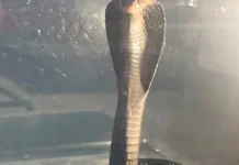 Curiga Kucing Terlihat Waspada, Warga Donan Temukan Ular Kobra di Garasi Rumah