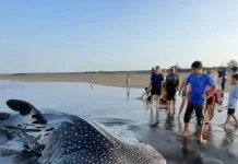 Hiu Tutul Terdampar di Pantai Cemara Sewu Bunton, Kejadian Ketiga di 2026