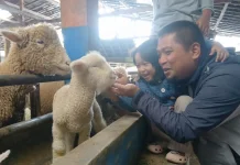 Libur Sekolah, Peternakan Domba Batur Jadi Destinasi Favorit