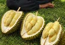 Bukan Musim Panen, Durian Slandren Tetap Bisa Berbuah