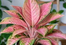 Mengenal Lebih Dekat Aglaonema Pink Lady, si Cantik Berdaun Pink