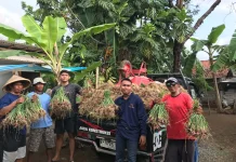 Musim Kemarau Bawa Harapan Panen Bawang Merah Berkualitas di Banjarnegara
