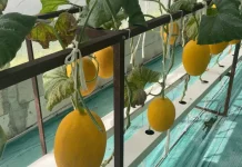 Agroeduwisata Artansi Purbalingga Padukan Budidaya dan Rekreasi