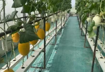 Lulusan Ekonomi Sukses Kembangkan Inovasi Budidaya Melon Hidroponik