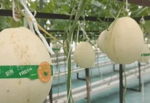 Agroeduwisata Artansi Dorong Ekonomi Lokal melalui Budidaya Terintegrasi
