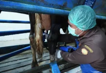 BBPTUHPT Baturraden Perkuat Integritas, Dongkrak Produksi Susu Dua Kali Lipat