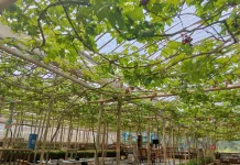 Wisata Petik Anggur di Baturraden Hadirkan Pengalaman Edukatif