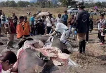 Hiu Tutul Terdampar di Pantai Bleberan, Sudah Lima Kasus dalam Tiga Bulan di Cilacap