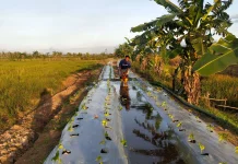 Petani Banyumas Tanam Palawija untuk Hadapi Musim Kemarau