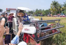 Panen Raya di Puring, Bupati Dorong Mekanisasi Pertanian untuk Kesejahteraan
