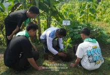 SMAN 1 Sigaluh Rayakan HUT dengan Tumpeng dan Tanam Ratusan Pohon