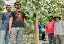 Beromzet Manis, BUMDes Gumelar Sukses Kembangkan Melon Hidroponik