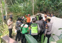 Lansia di Rembang Meninggal di Atas Pohon Kelapa, Diduga Akibat Sakit
