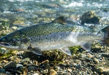 Ikan Lokal Kaya DHA untuk Dukung Perkembangan Otak Anak