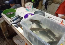 Penyerapan Ikan untuk MBG di Banyumas Belum Merata