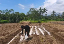 Unsoed Dorong Regenerasi Petani Melalui Pertanian Modern