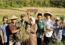 Bupati Lilis Nuryani Apresiasi Panen Raya Bawang Merah di Desa Tlogowulung