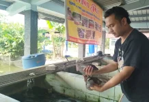 Pedagang Ikan Berharap Dapur MBG Menjadikan Ikan Air Tawar Rutin Jadi Menu MBG