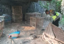Polsek Margasari Tindak Lanjuti Laporan Warga, Bongkar Arena Judi Sabung Ayam