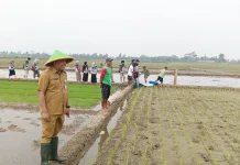 Perangkap Trap Barrier System Ramah Lingkungan Dipasang di Lahan Sawah Desa Lamuk