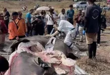 Empat Hiu Paus Terdampar di Cilacap, Dinas Perikanan: Faktor Ekologis