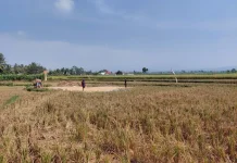 Petani Sumbang Hadapi Irigasi Tak Merata di Musim Kemarau