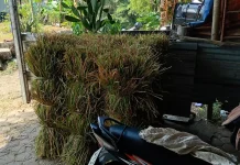 Pasokan Langka Saat Kemarau, Pasar Rumput Sokaraja Lor Tetap Jadi Andalan Peternak