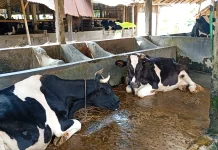 Produksi Susu Sapi Perah di Banyumas Menurun saat Kemarau